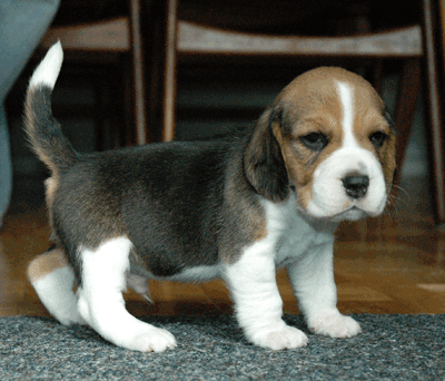 håndled Almindeligt liv Beagle Opdræt